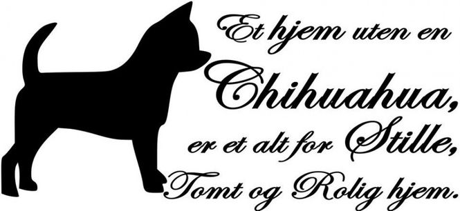 Hovedbilde Et hjem uten en chihuahua 2