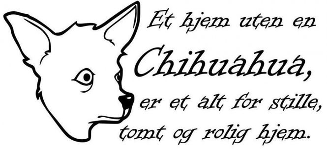 Hovedbilde Et hjem uten en chihuahua